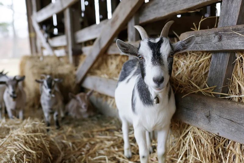 Young white and black goat standing in a rustic wooden barn with hay and other goats in the background