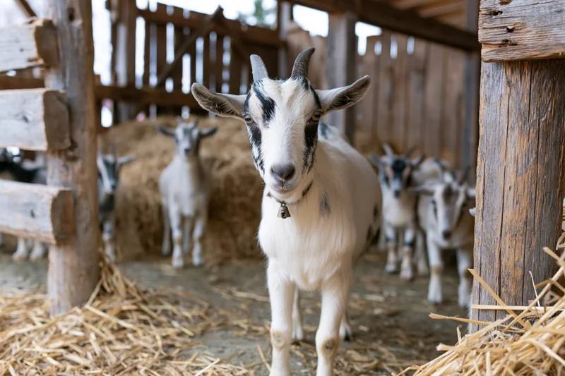 White and black goat standing in a rustic wooden barn with hay and other goats in the background