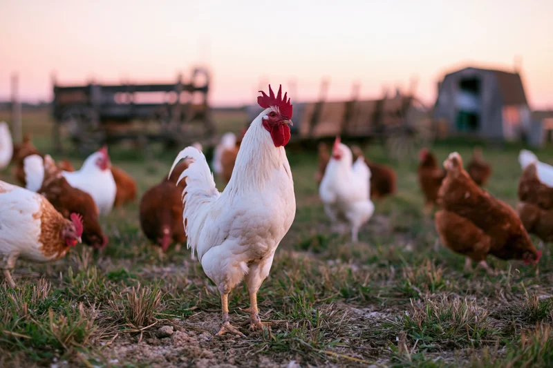 White rooster standing alert in a free-range farm field at sunset with chickens and barn in background