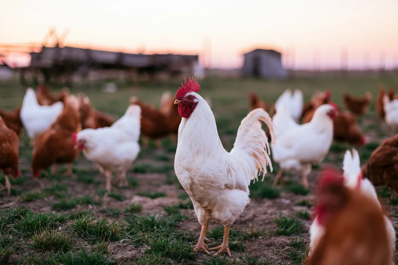 White rooster standing alert in a free-range farm field at sunset with chickens around