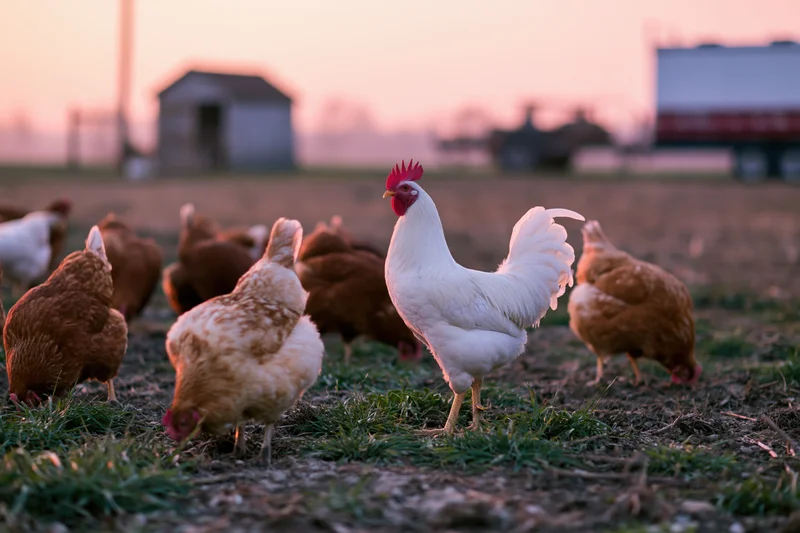 White rooster standing tall among brown hens pecking in a grassy farm field at sunset