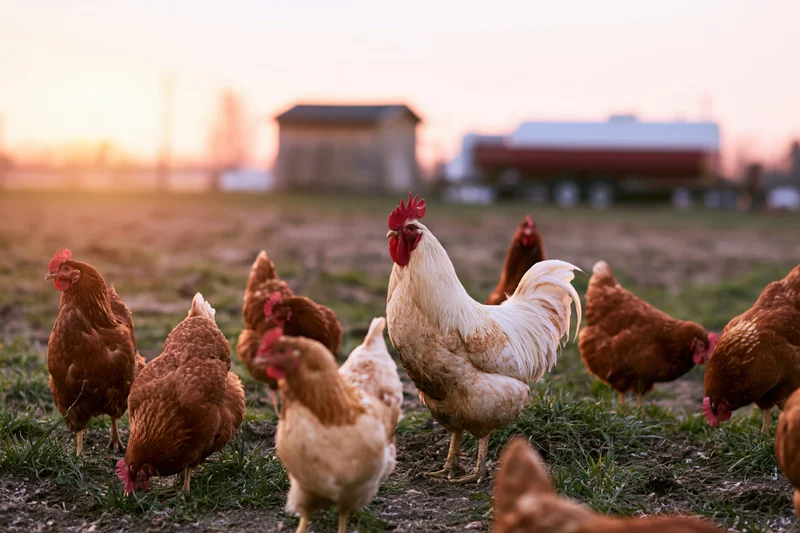 White rooster standing among brown hens pecking in a grassy field at sunset near a barn