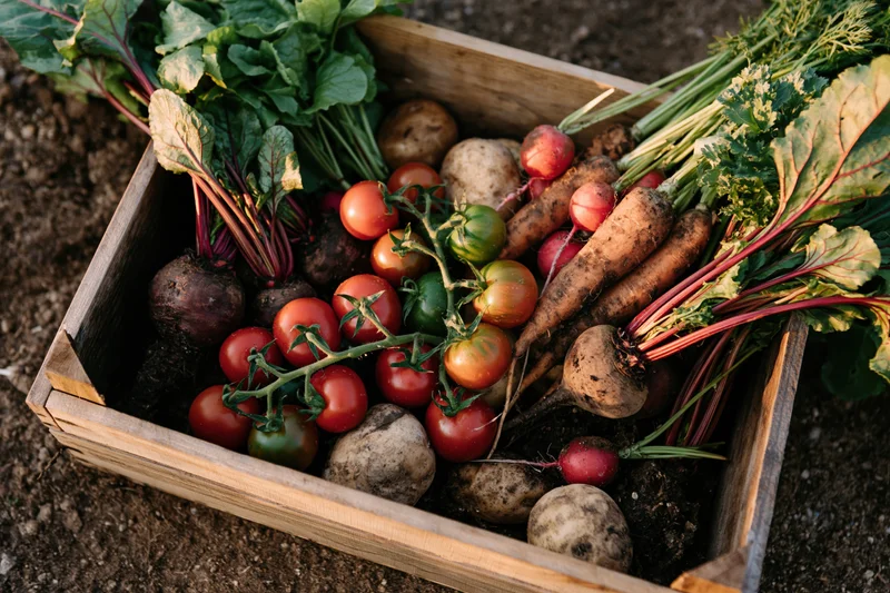 Wooden crate filled with freshly harvested vegetables on soil