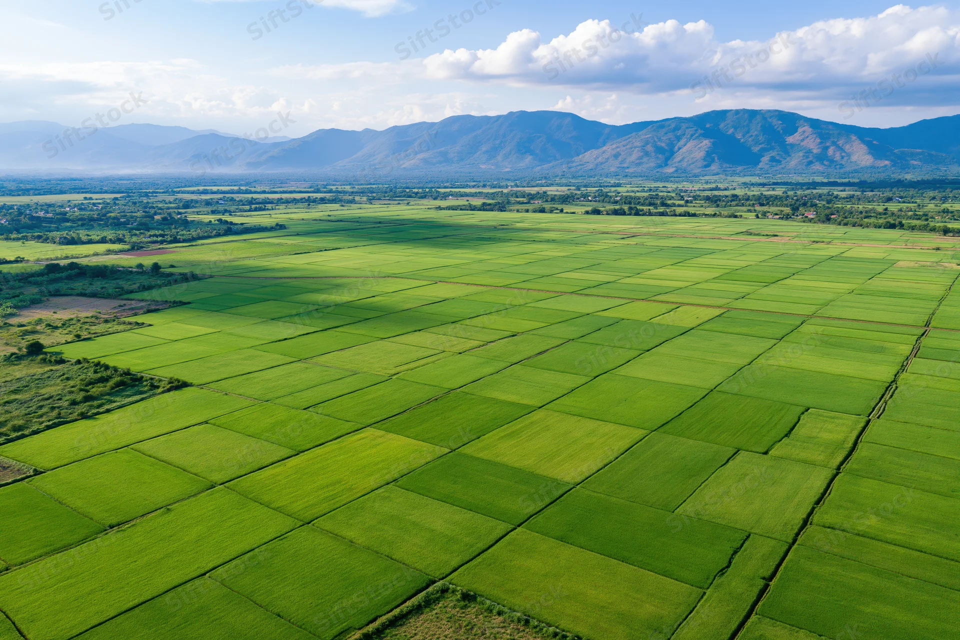 Aerial view of vast green rice paddies arranged in grid pattern in rural valley with mountains in background