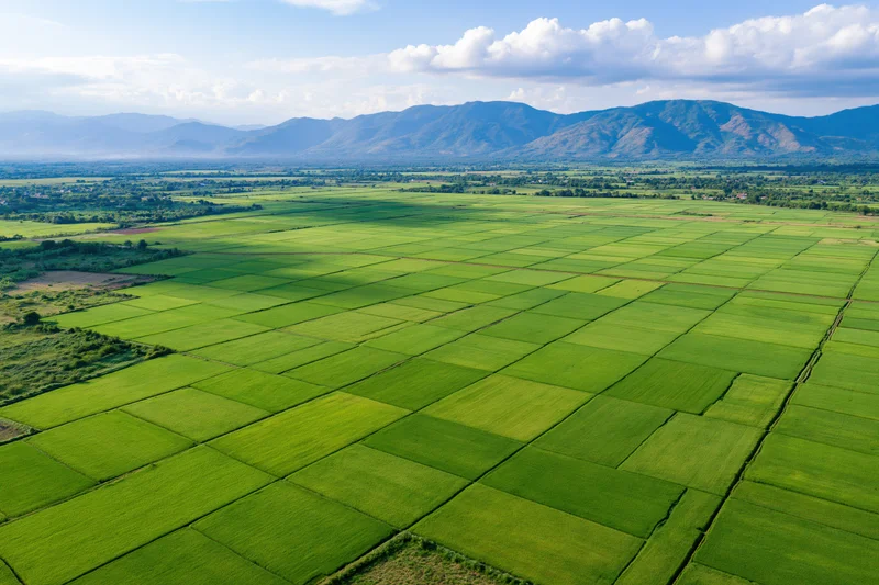 Aerial view of vast green rice paddies arranged in grid pattern in rural valley with mountains in background