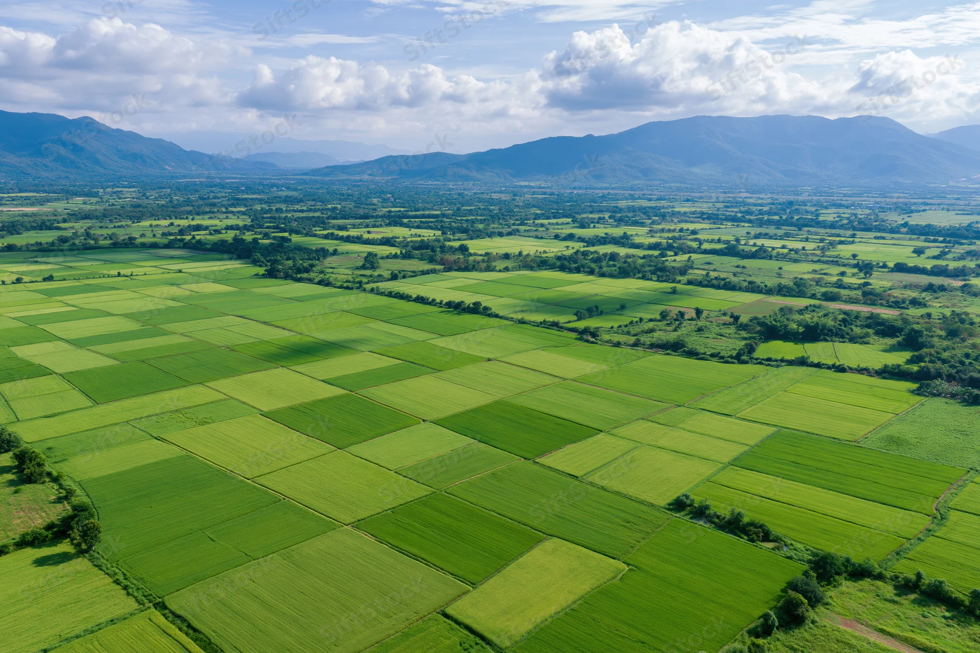 Aerial view of vast green rice paddies arranged in grid pattern in rural valley with mountains in background