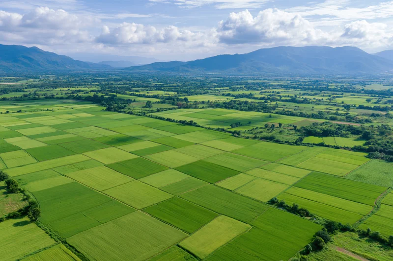 Aerial view of vast green rice paddies arranged in grid pattern in rural valley with mountains in background
