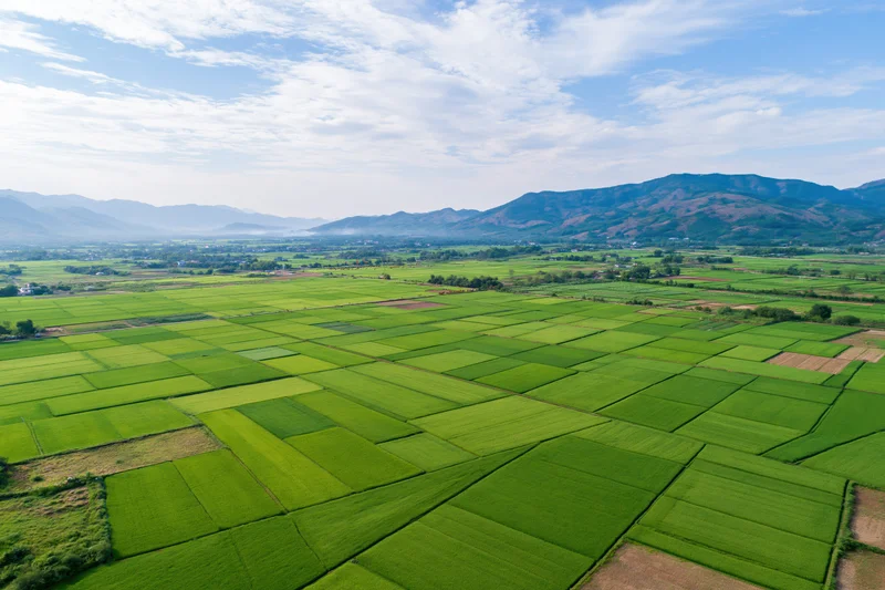 Aerial view of green rice paddies arranged in grid pattern across rural valley with mountains in background