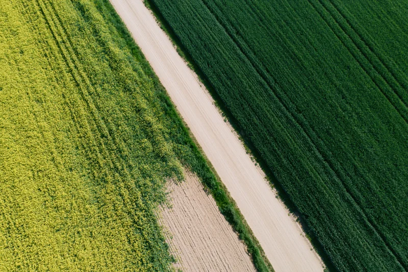 Aerial view of a dirt farm road dividing green corn and yellow soybean fields