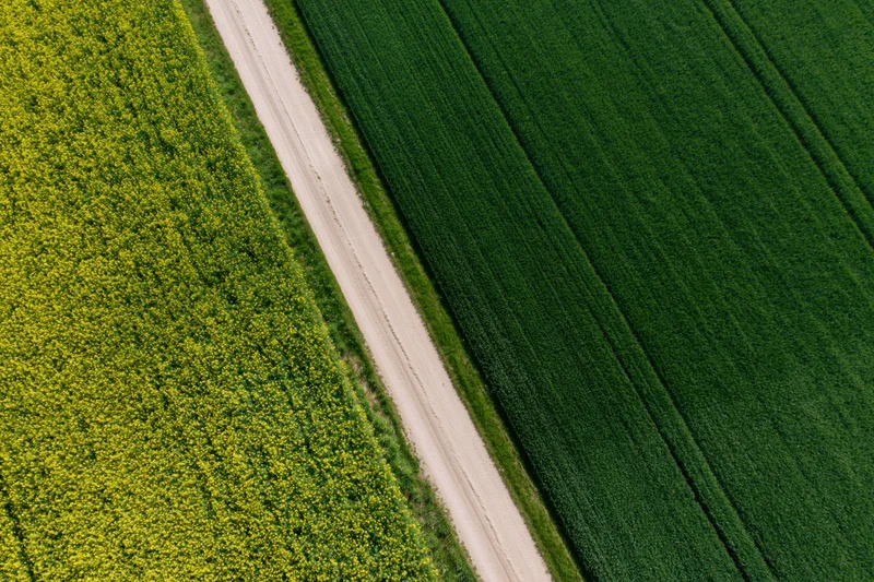 Aerial view of a narrow dirt farm road dividing yellow canola and green corn fields