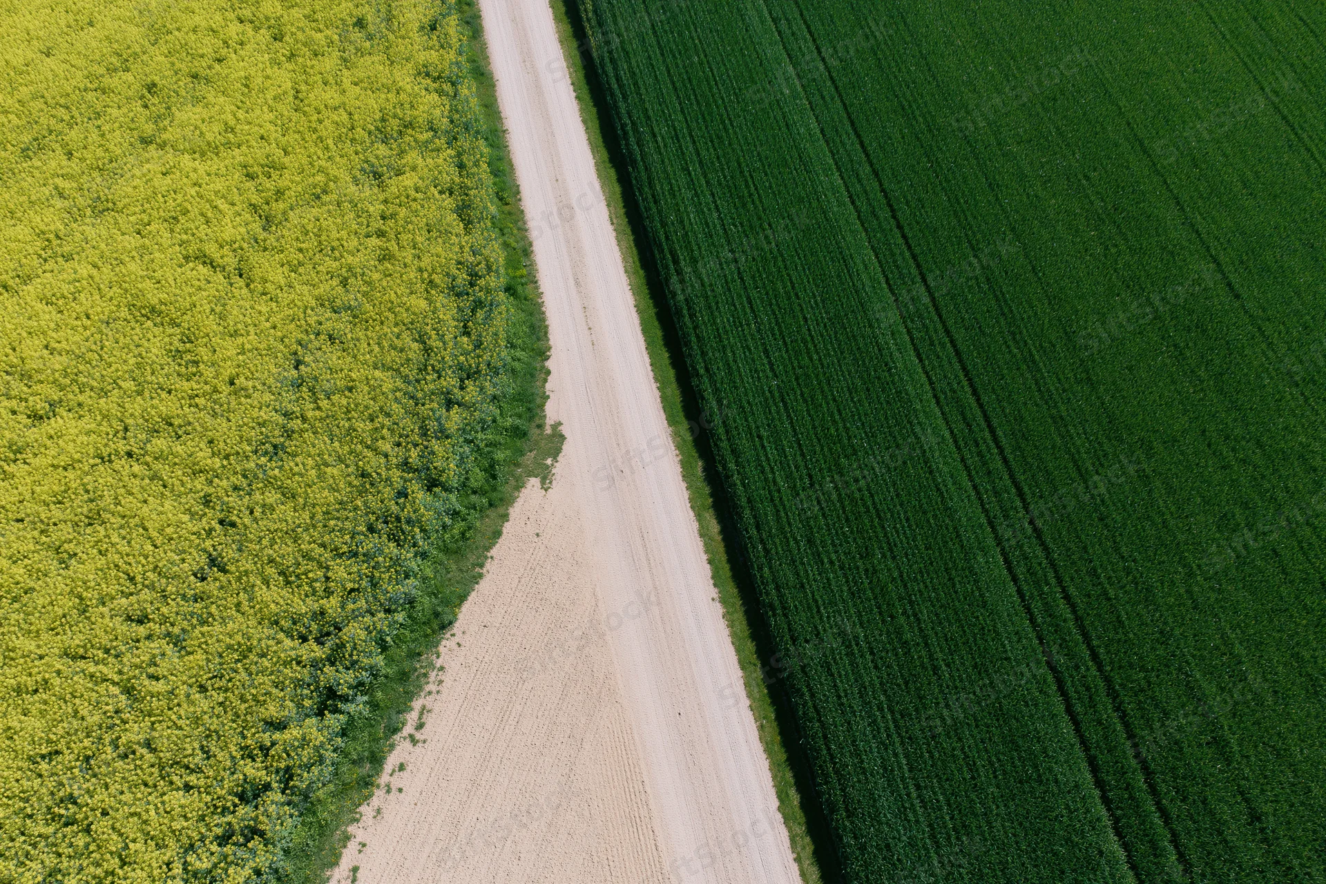 Aerial view of a dirt farm road separating yellow canola and green corn fields in rural countryside
