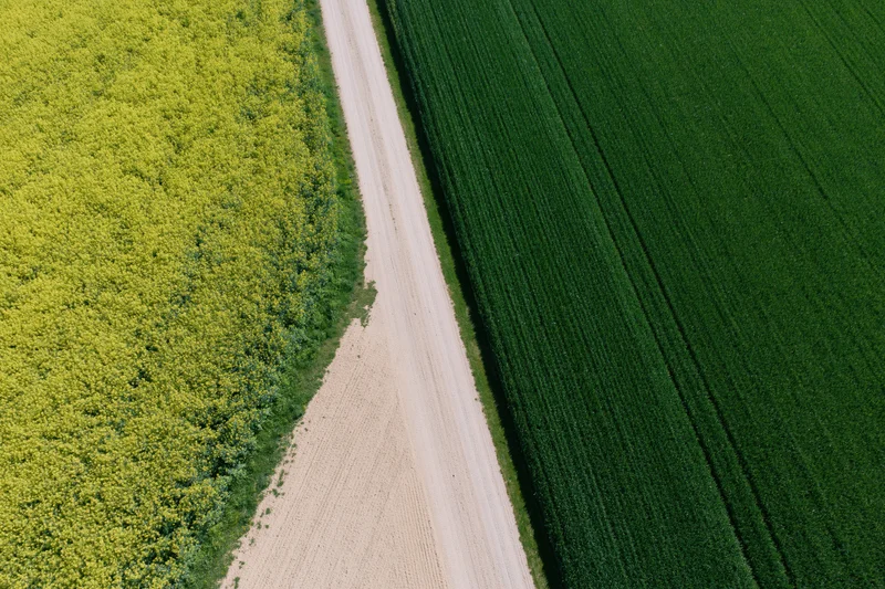 Aerial view of a dirt farm road separating yellow canola and green corn fields in rural countryside