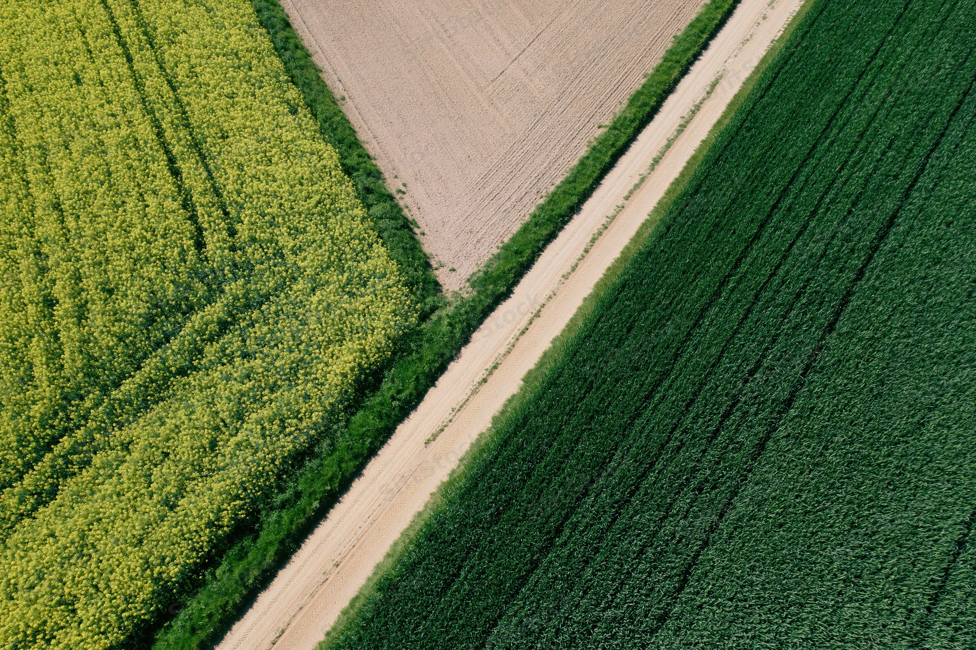 Aerial view of a narrow dirt farm road separating green corn and yellow soybean fields in a rural agricultural landscape