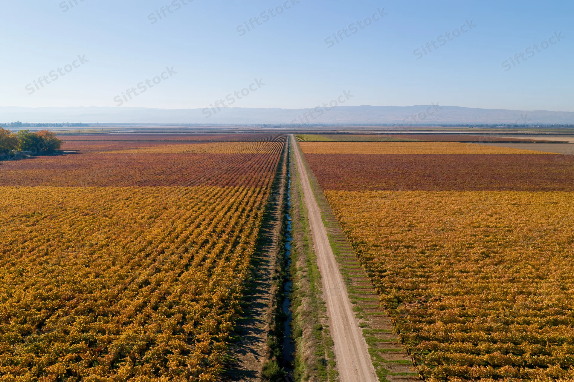 Aerial view of a vast vineyard with rows of golden autumn grapevines flanking a central dirt road and irrigation canal