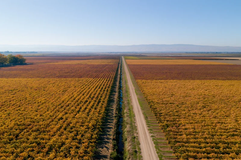 Aerial view of a vast vineyard with rows of golden autumn grapevines flanking a central dirt road and irrigation canal