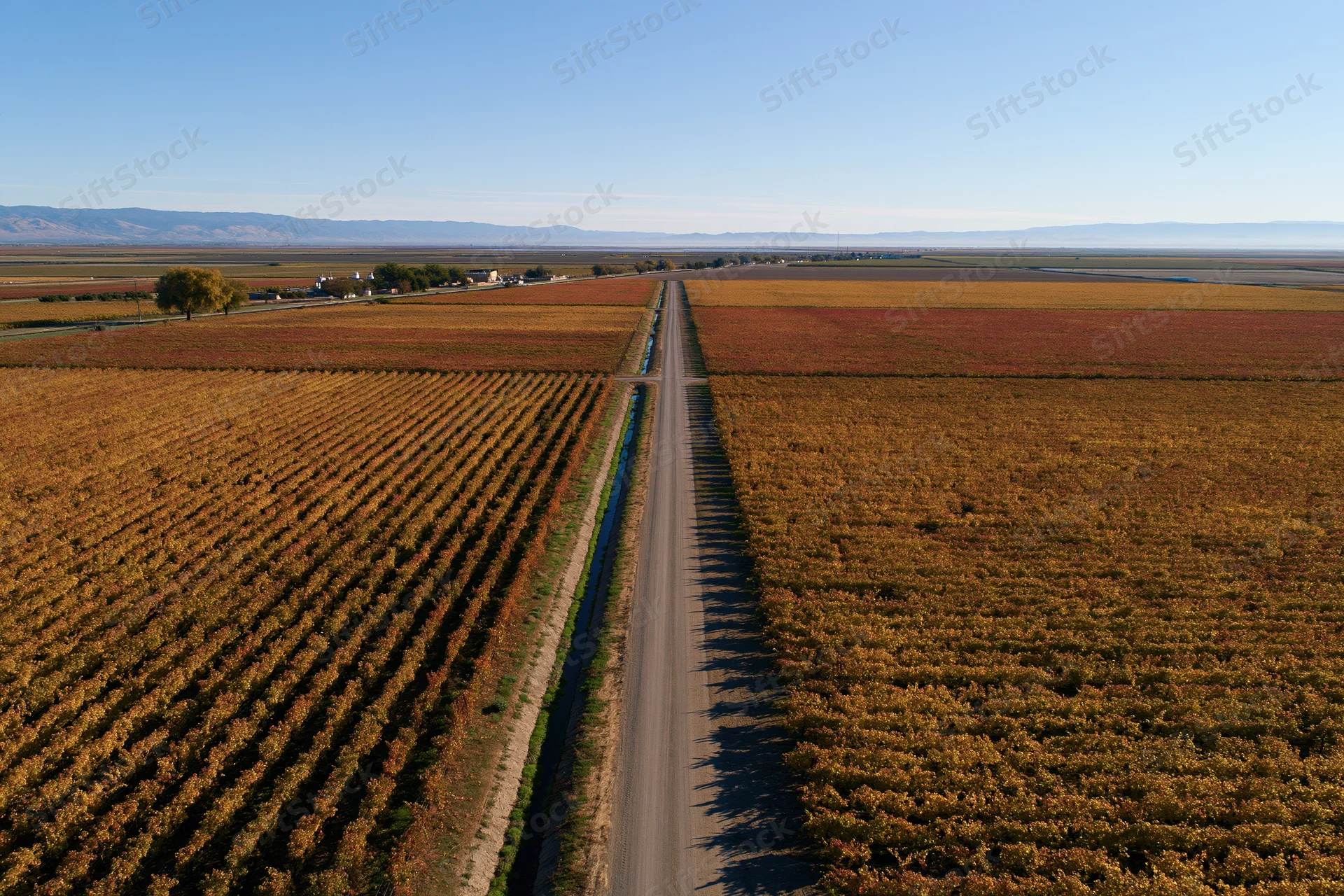 Aerial drone view of a vast vineyard with rows of grapevines in autumn colors, divided by a straight road and irrigation canal, under a clear blue sky with distant mountains on the horizon