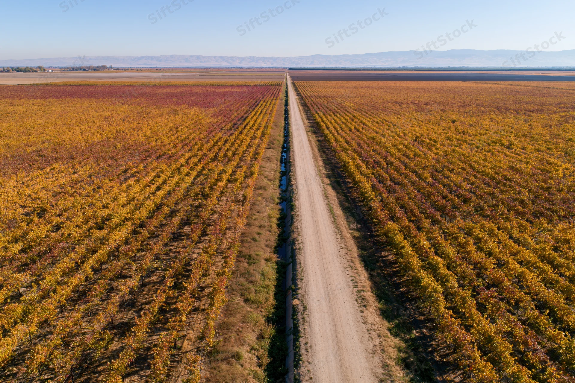 Aerial view of autumn vineyard rows flanking a dirt road with irrigation canal and distant mountains