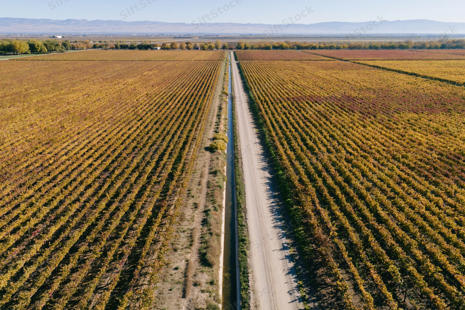 Aerial view of rows of grapevines in autumn vineyard fields with dirt road and irrigation canal