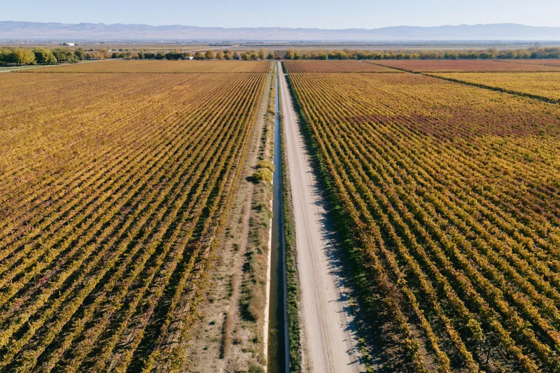 Aerial view of rows of grapevines in autumn vineyard fields with dirt road and irrigation canal
