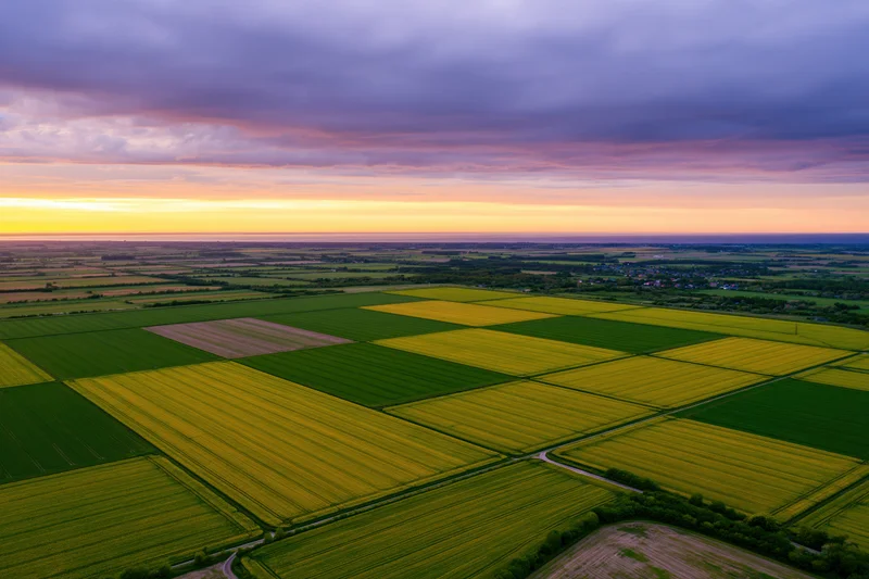 Aerial drone view of flat agricultural fields divided into rectangular plots of yellow canola and green crops under a sunset sky