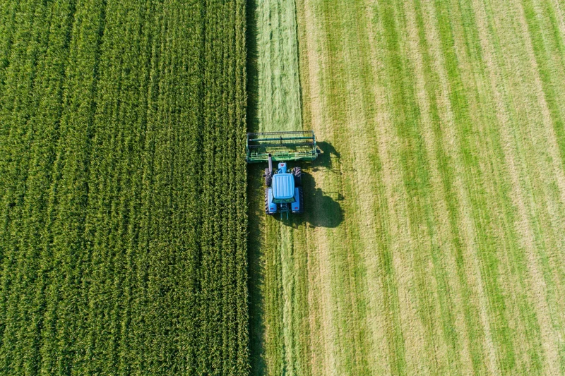 Blue tractor harvesting corn in a field from above