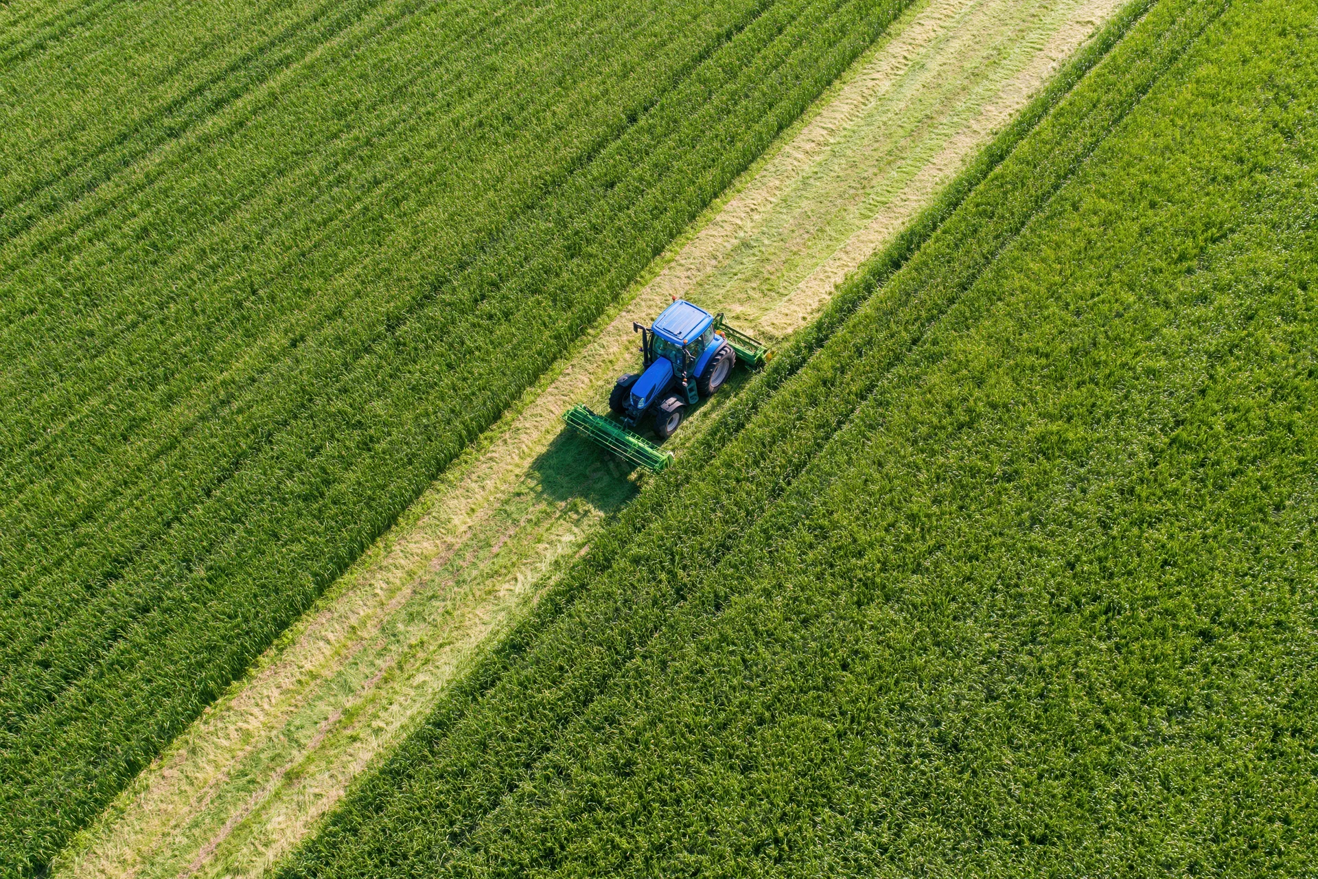 Blue tractor harvesting crops in a green field from aerial view