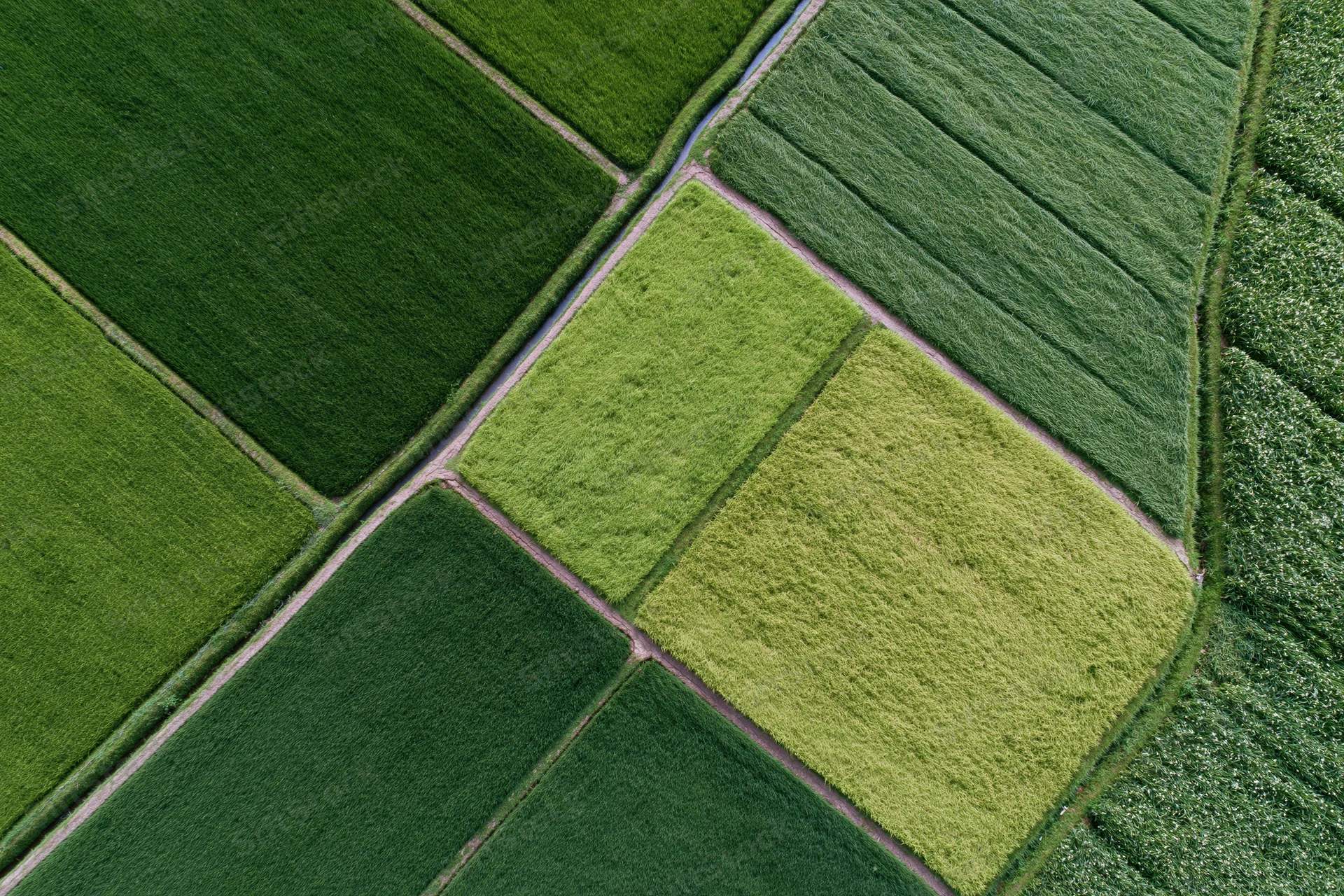 Aerial top-down view of patchwork rice paddies arranged in geometric fields with dirt paths and varying green shades