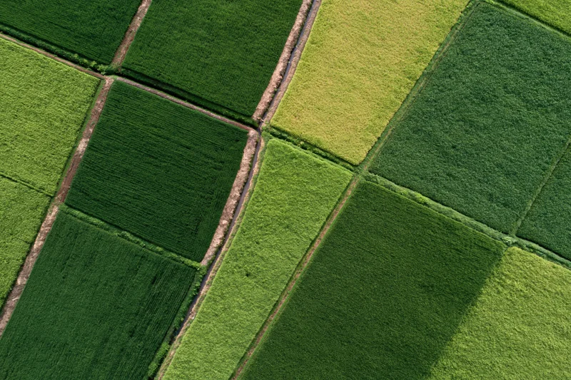 Aerial top-down view of patchwork rice paddies arranged in a grid pattern across rural farmland