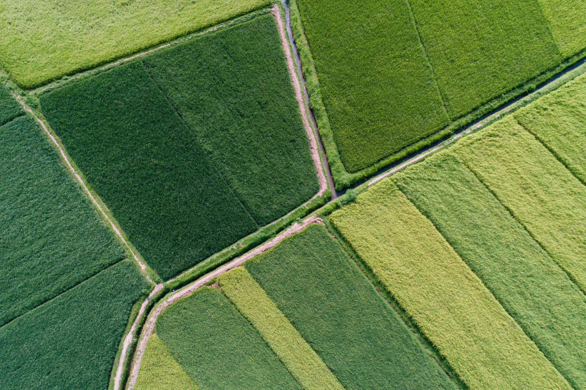 Aerial top-down view of segmented rice paddies in a green rural landscape