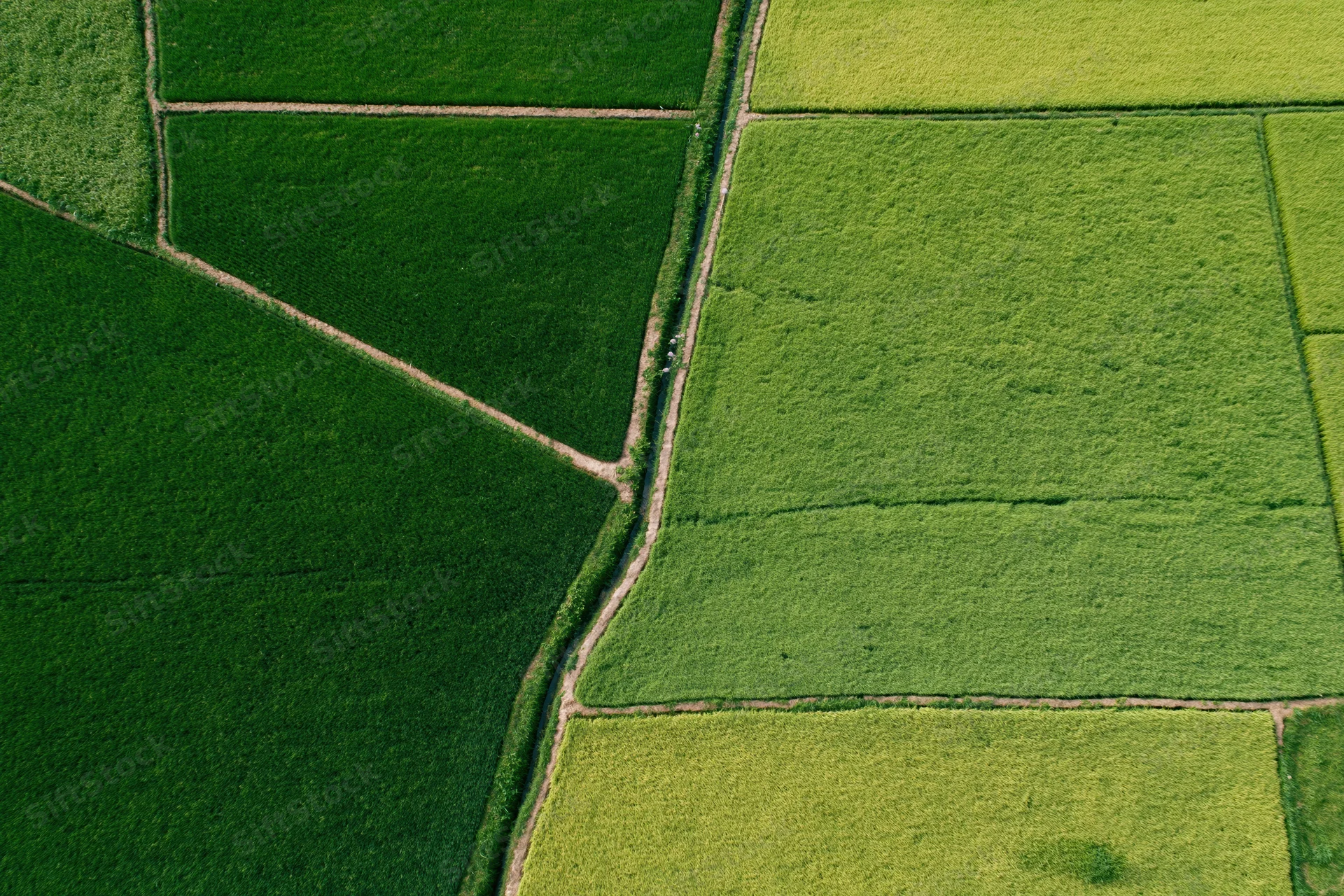 Aerial top-down view of patchwork rice paddies arranged in geometric fields with dirt paths dividing green crops