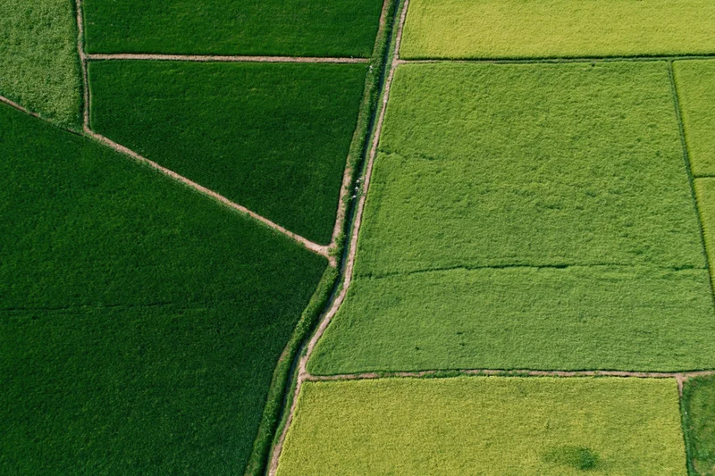 Aerial top-down view of patchwork rice paddies arranged in geometric fields with dirt paths dividing green crops