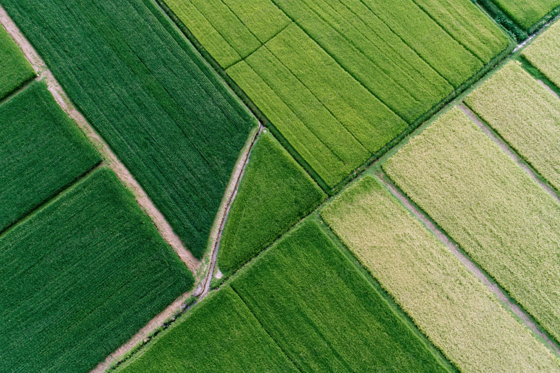 Aerial top-down view of patchwork rice paddy fields divided by dirt paths in rural farmland