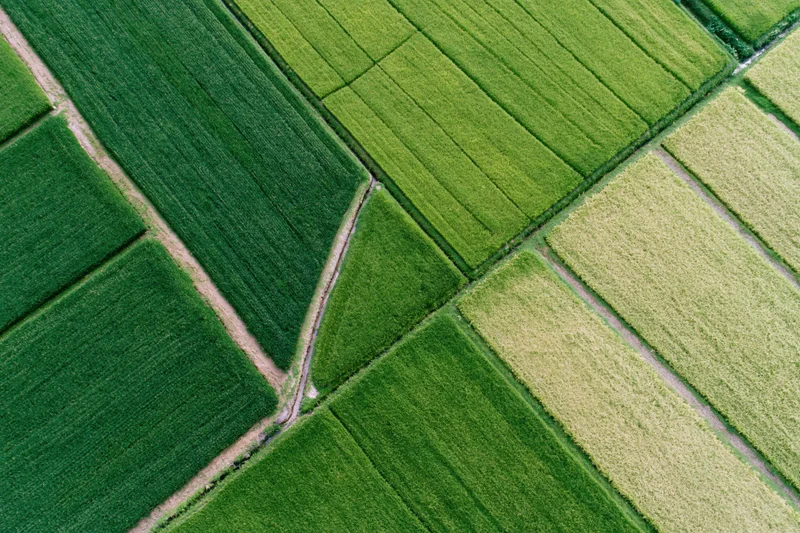 Aerial top-down view of patchwork rice paddy fields divided by dirt paths in rural farmland