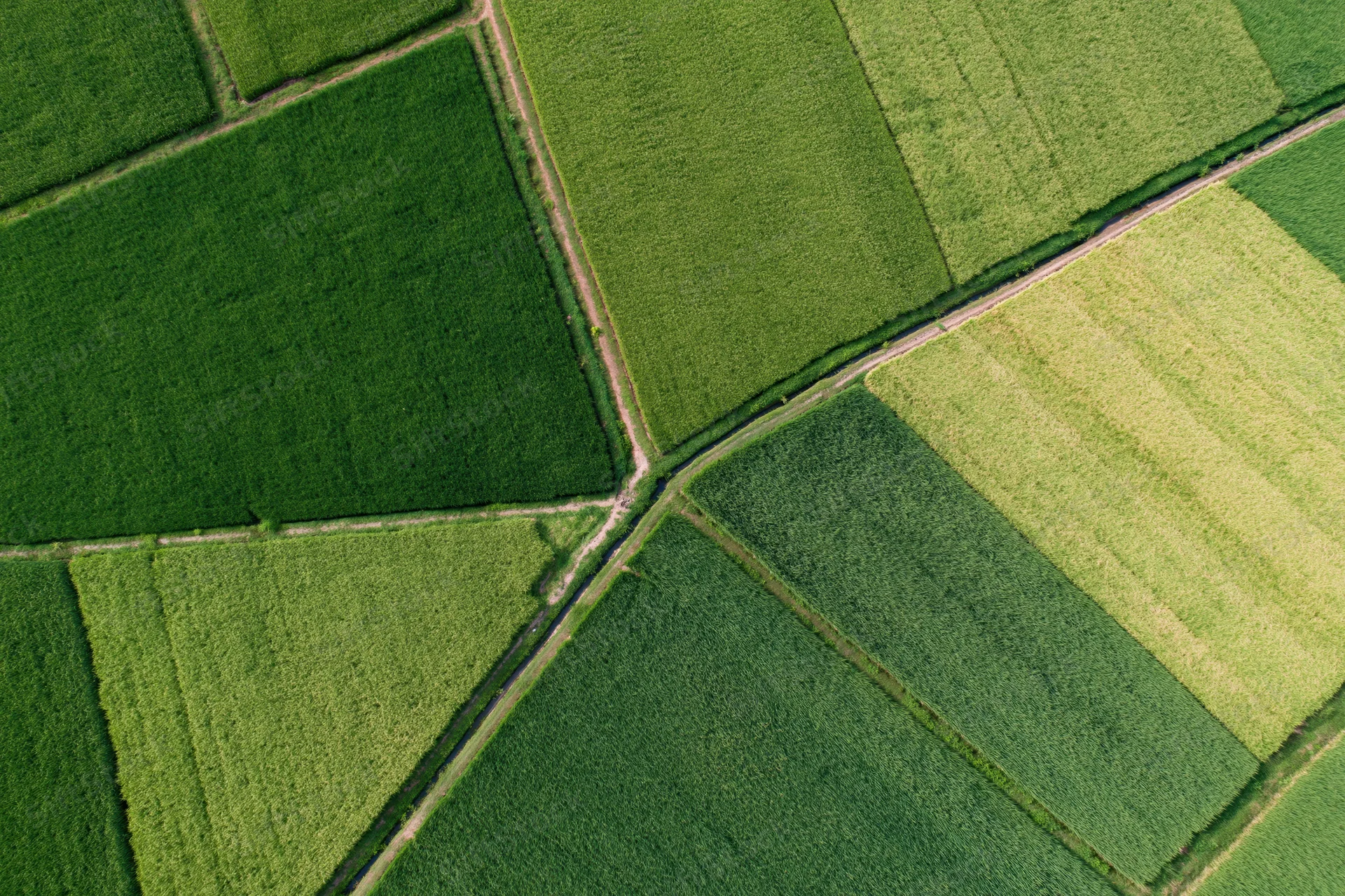 Aerial top-down view of patchwork rice paddy fields divided by dirt paths in a rural agricultural landscape