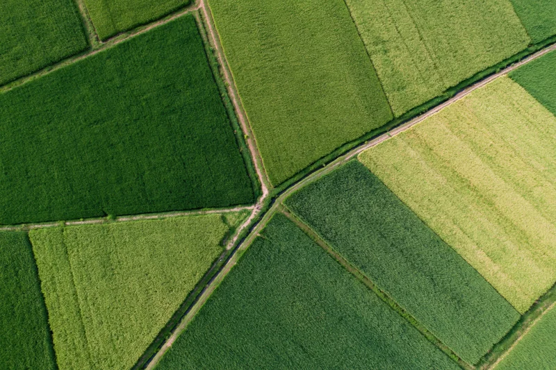 Aerial top-down view of patchwork rice paddy fields divided by dirt paths in a rural agricultural landscape