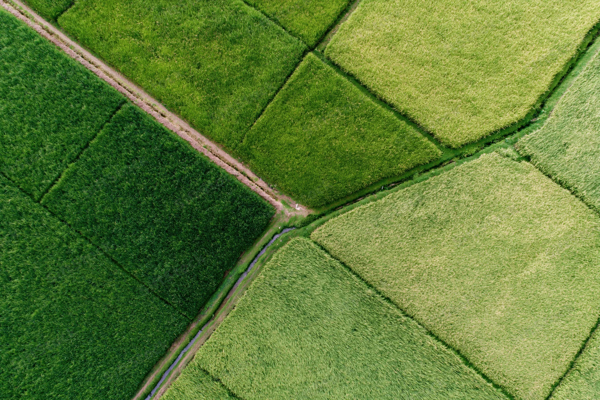 Aerial top-down view of patchwork rice paddy fields divided by irrigation canals and dirt paths in rural farmland