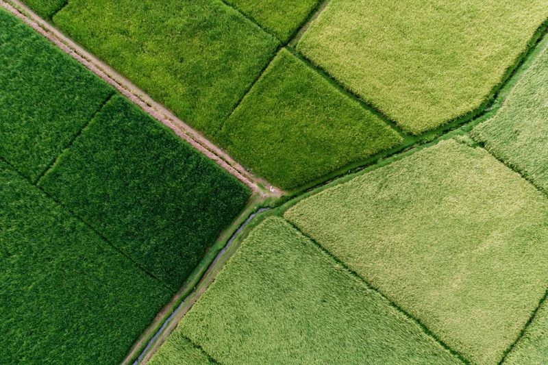 Aerial top-down view of patchwork rice paddy fields divided by irrigation canals and dirt paths in rural farmland