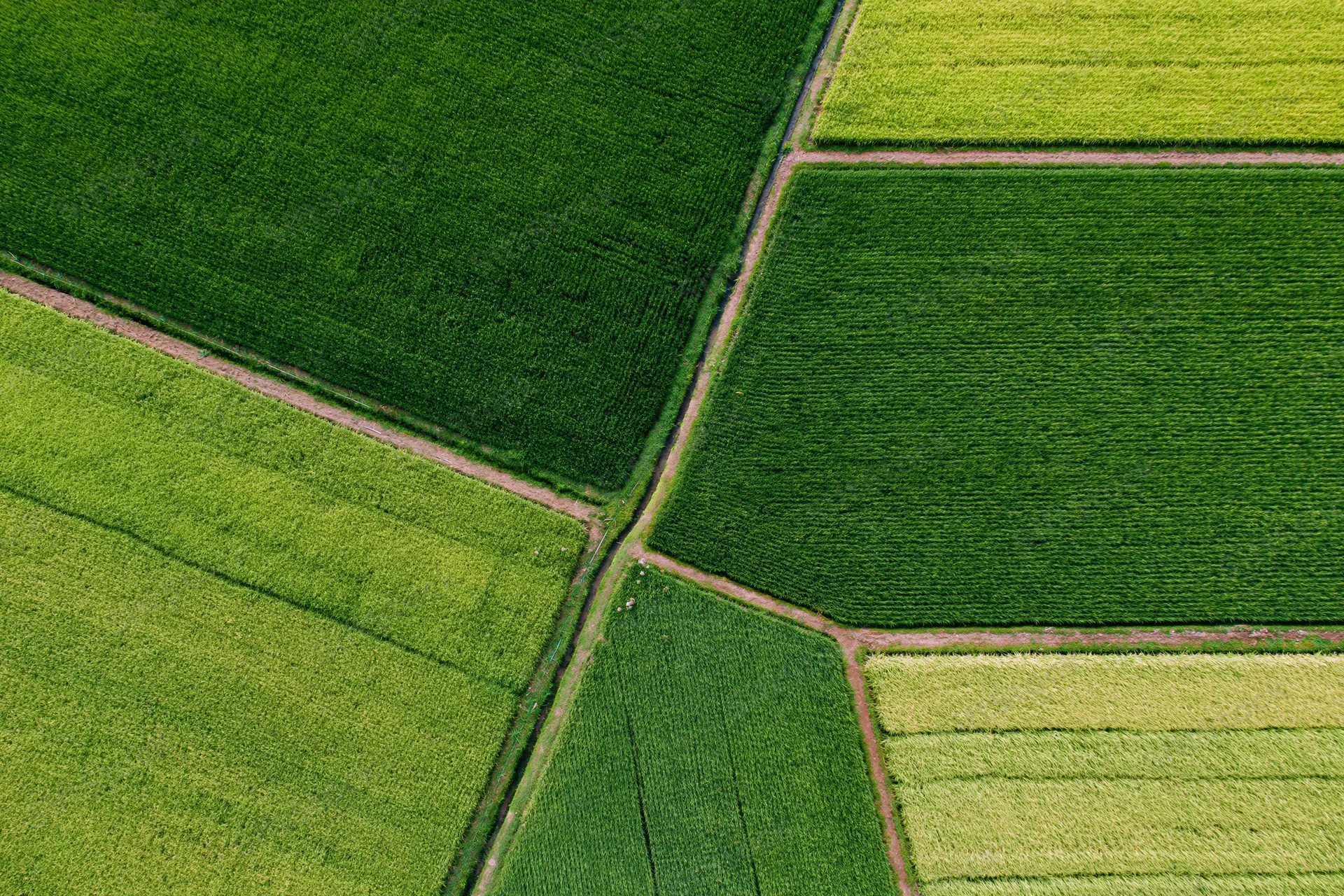 Aerial top-down view of patchwork rice paddy fields divided by dirt paths in rural farmland