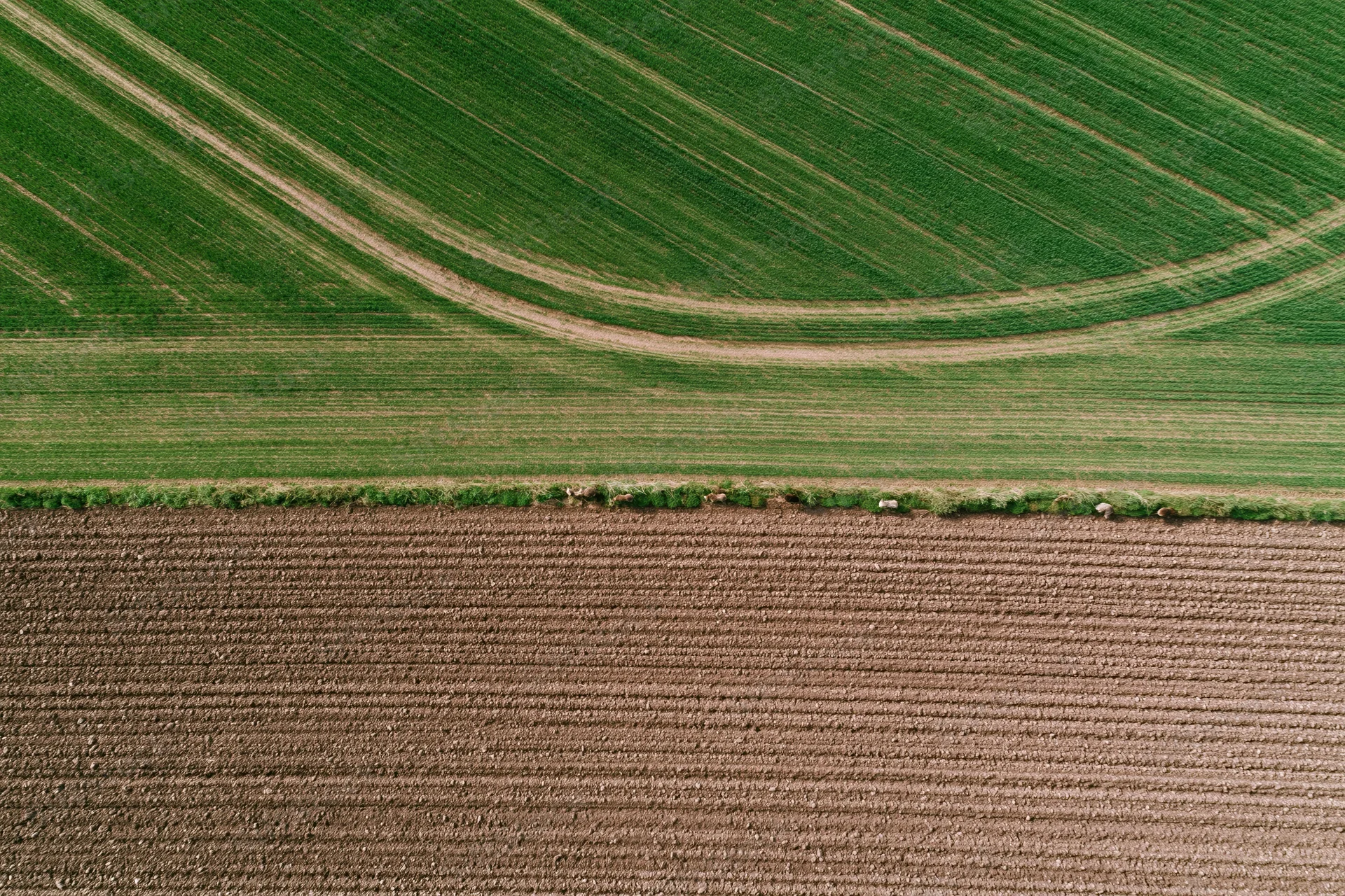 Aerial top-down view of two adjacent agricultural fields, one green and one plowed brown, showing crop rows and furrows