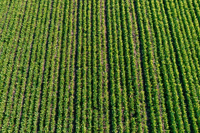 Young crop rows arranged in straight lines across a cultivated field viewed from above