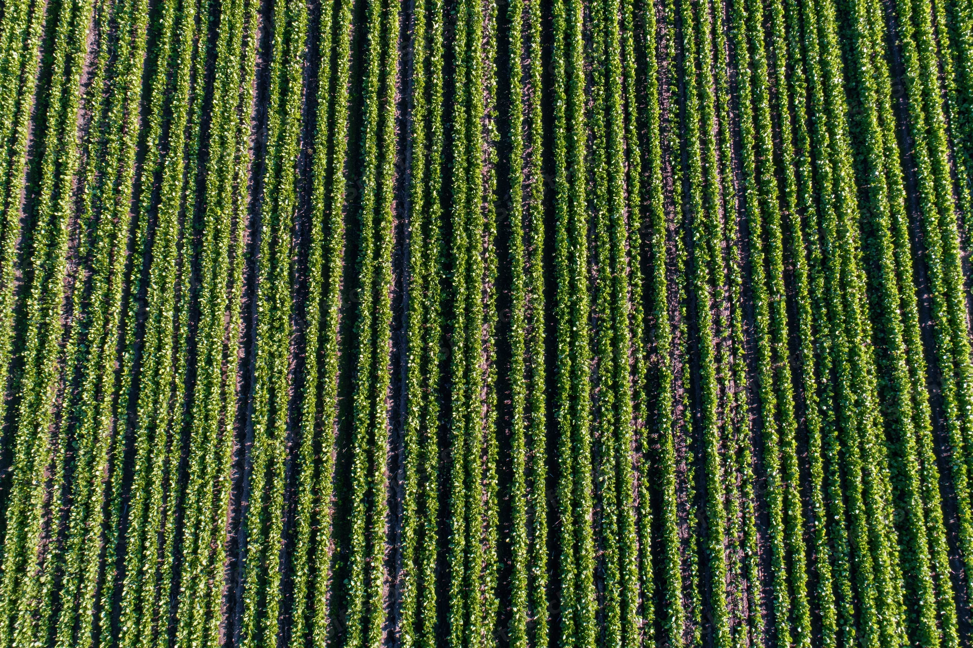 Aerial top-down view of young grapevine rows stretching across a vineyard field