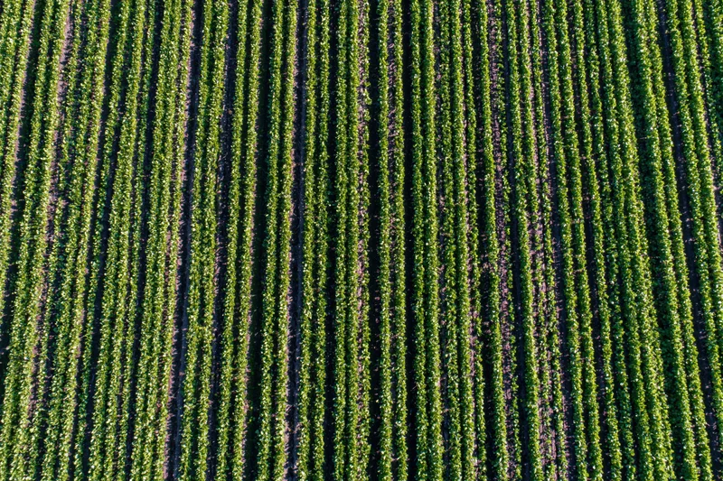 Aerial top-down view of young grapevine rows stretching across a vineyard field