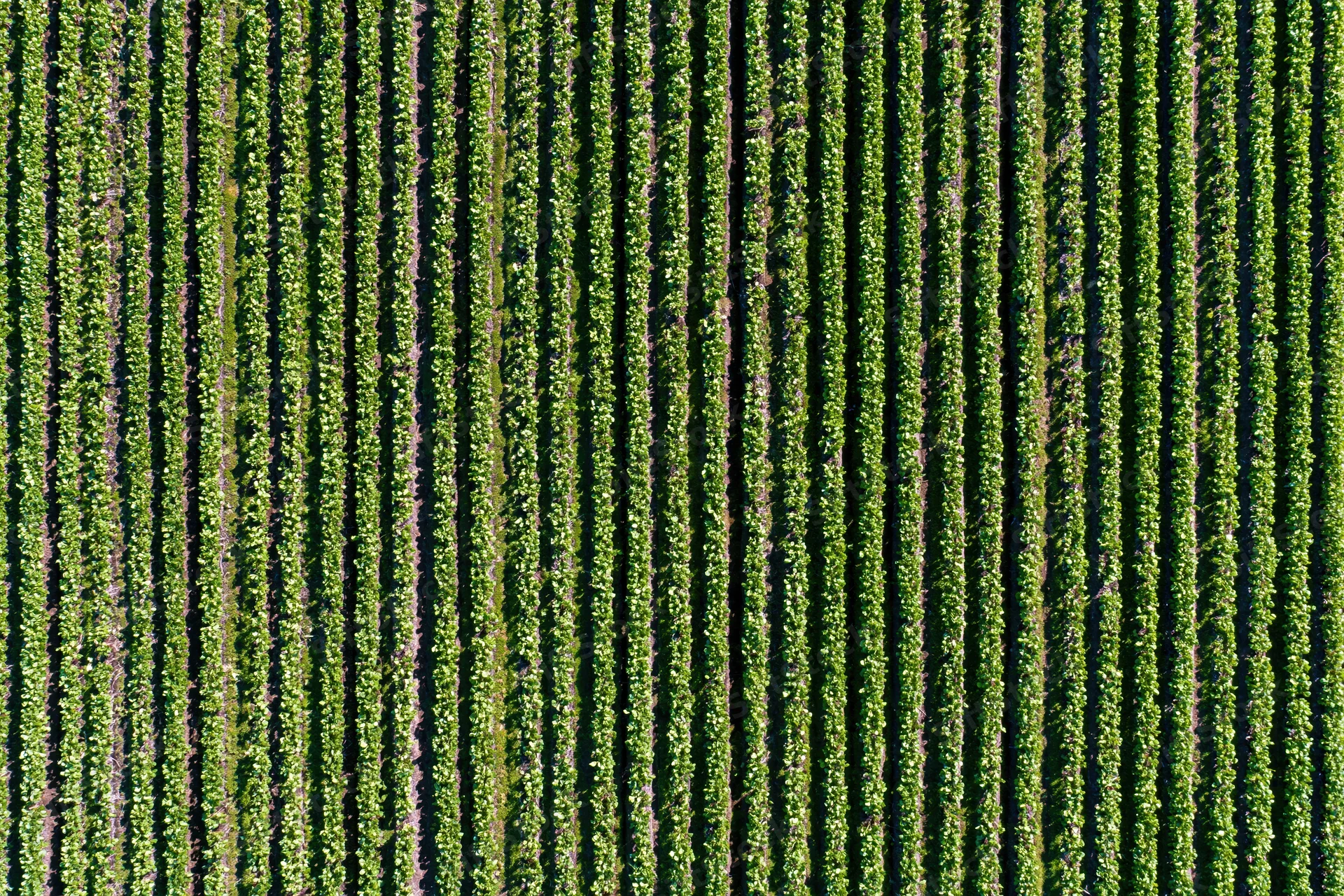 Aerial top-down view of green vineyard rows stretching across farmland