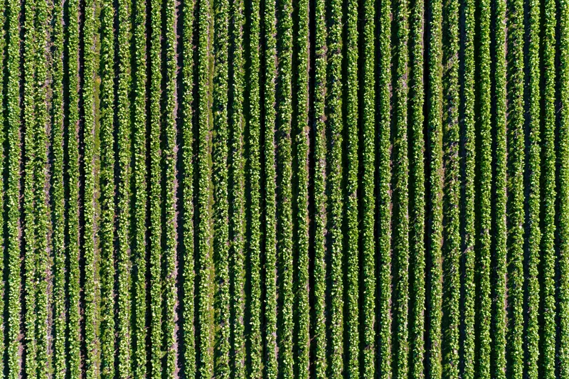 Aerial top-down view of green vineyard rows stretching across farmland