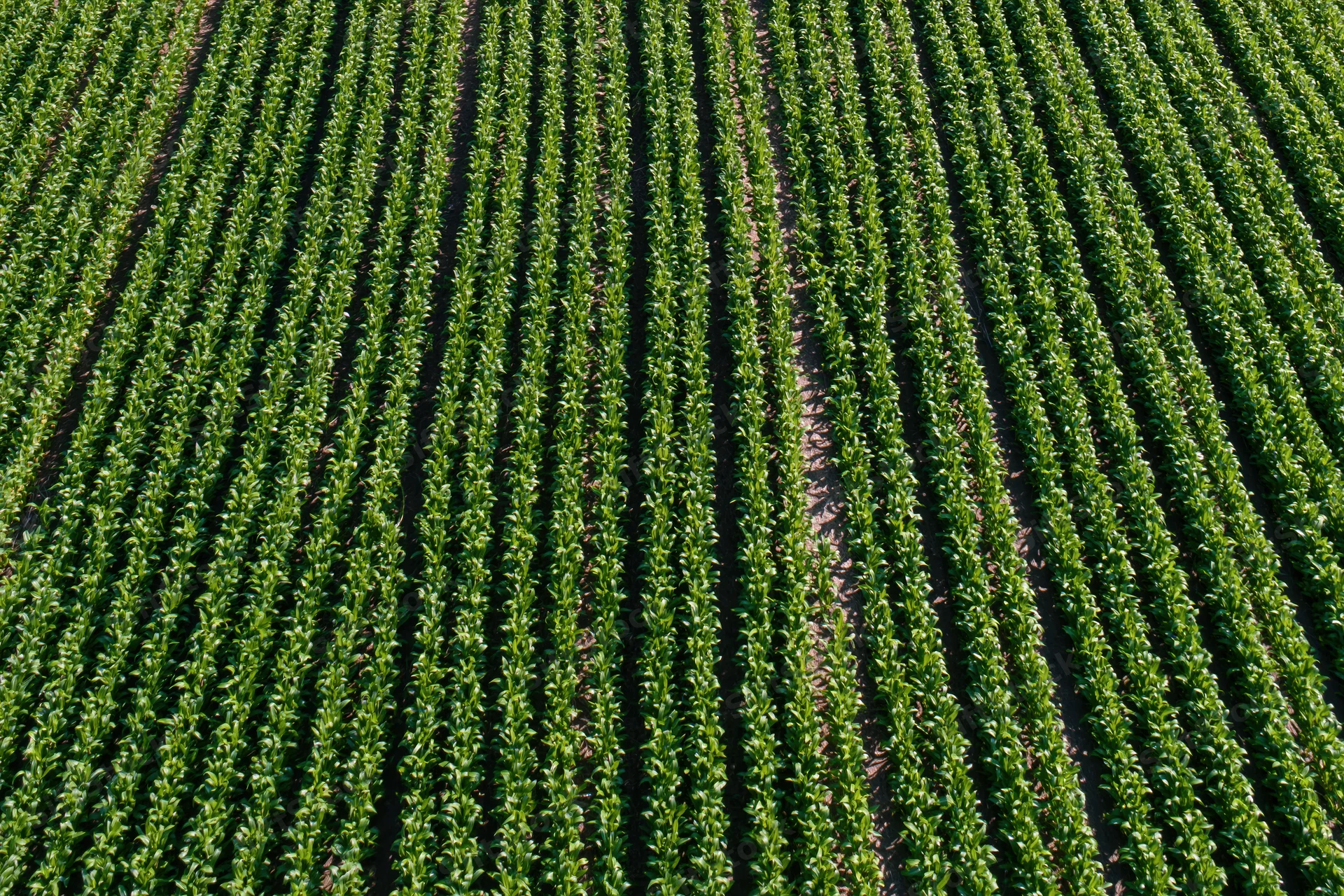 Aerial top-down view of young crop rows stretching across a farm field