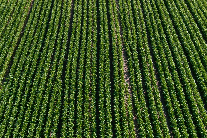 Aerial top-down view of young crop rows stretching across a farm field