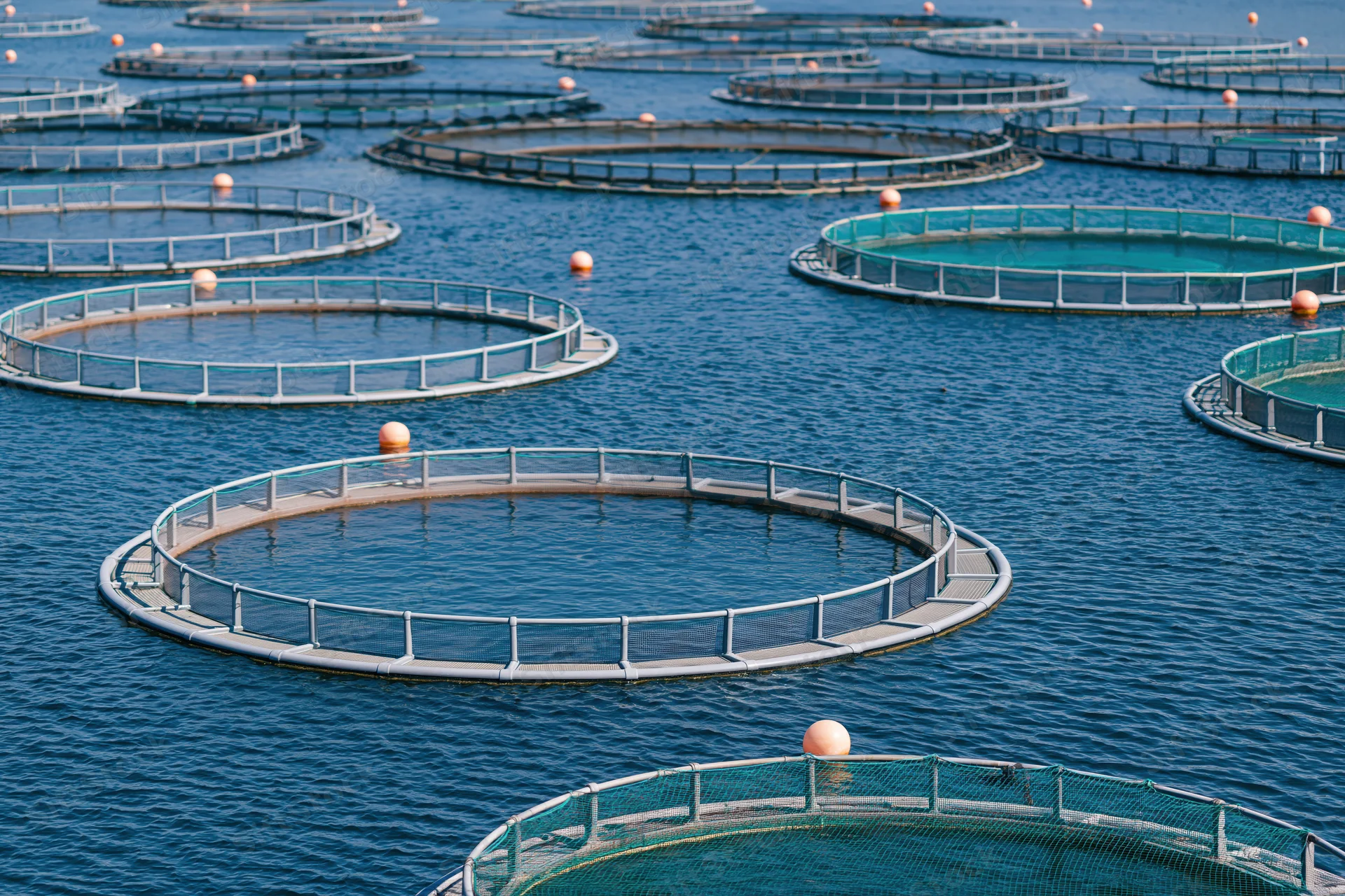 Circular net cages floating in open sea for fish farming