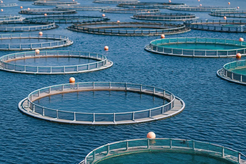 Circular net cages floating in open sea for fish farming