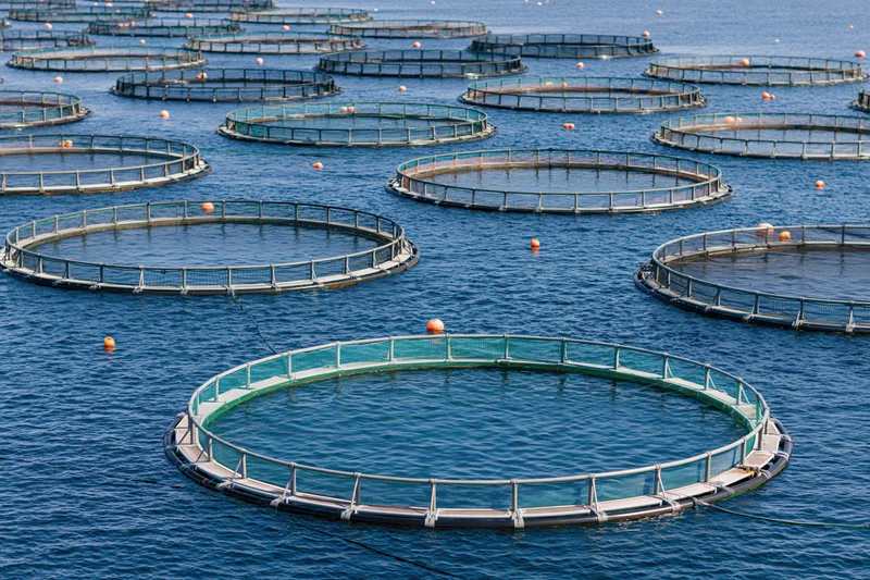Circular net cages floating on open ocean water for fish farming