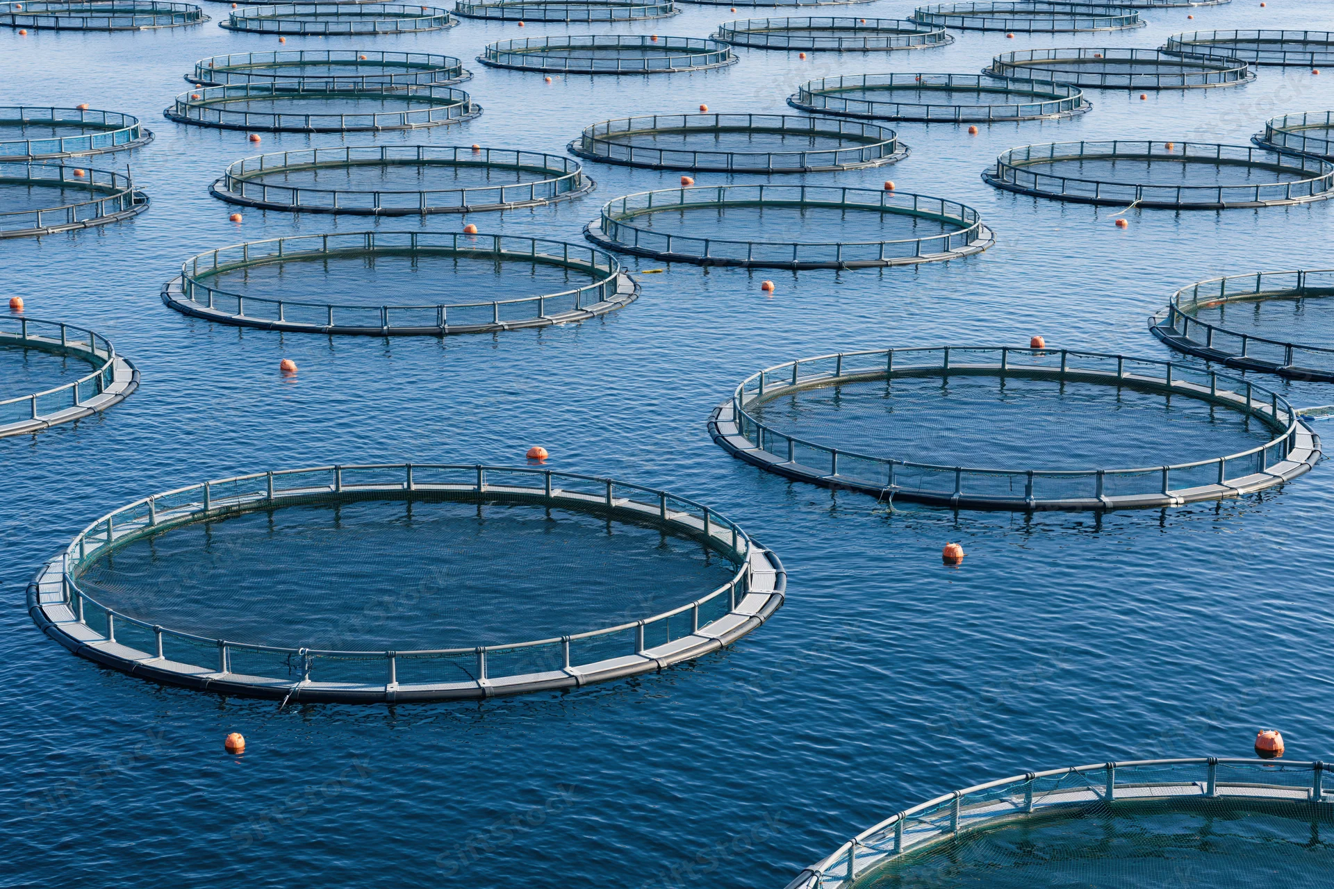 Circular fish cages floating in open sea water